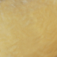 Мех искусственный, коротковорсовый повышенной плотности, 6 мм (Беларусь)  (И-98 Д6)