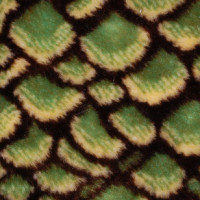 Мех искуственный, коротковорсовый, жаккардовый (Беларусь)  (ИТЖФ-2-995 С3)